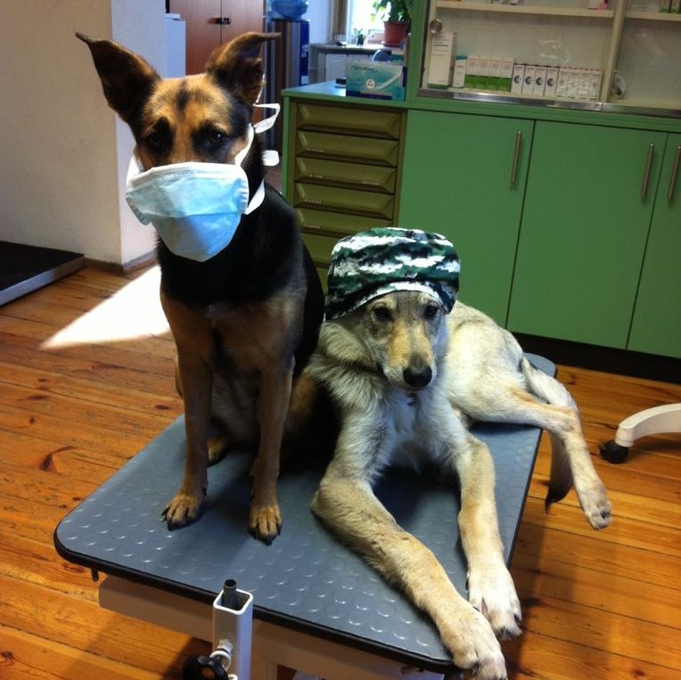 Krimi Tour Hounds and Dogs